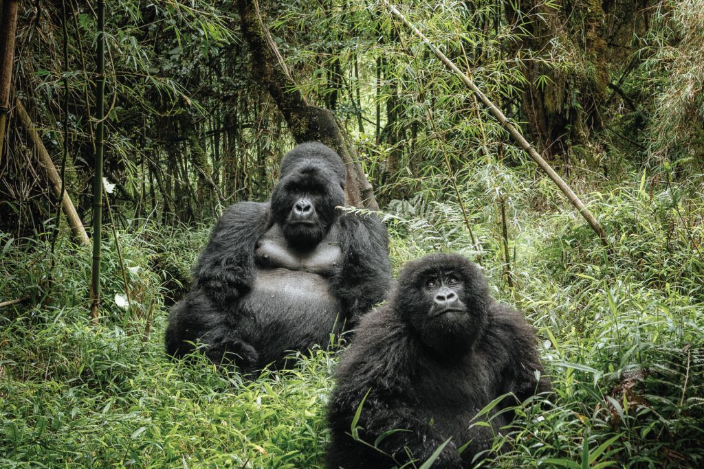 Gorilla Trekking
