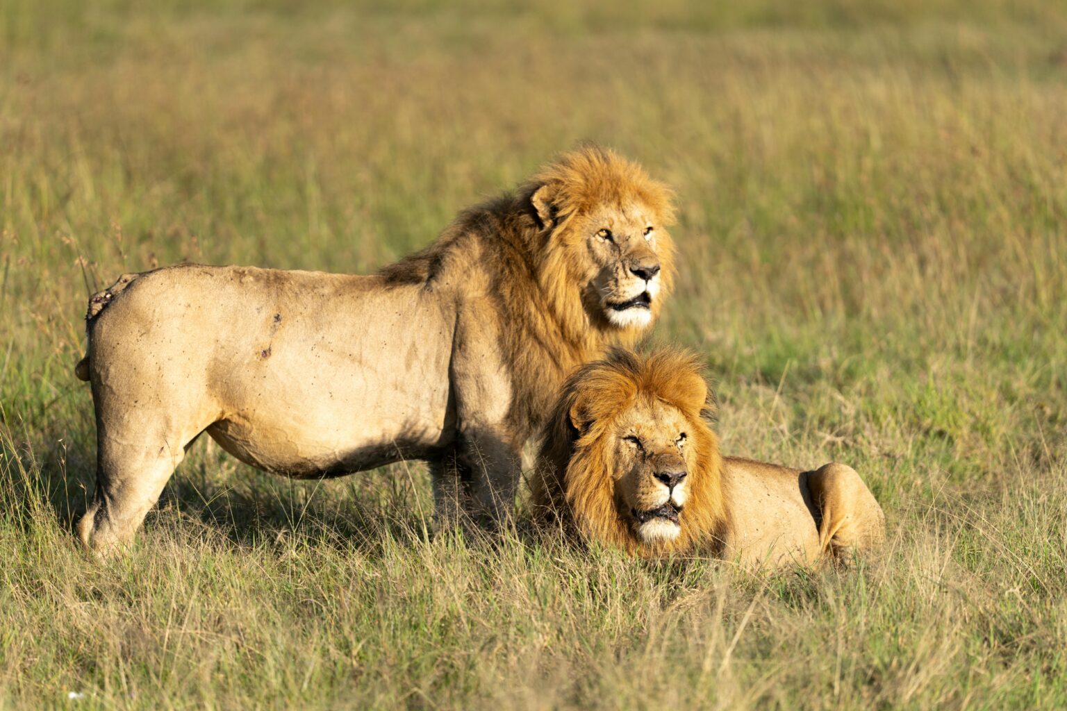 Wildlife Safaris